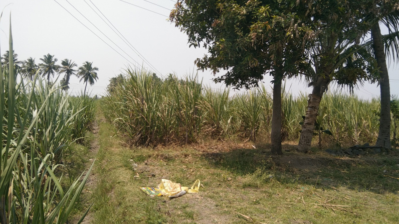 1.32 Acre Agricultural/Farm Land for Sale in Kallakurichi, Villupuram