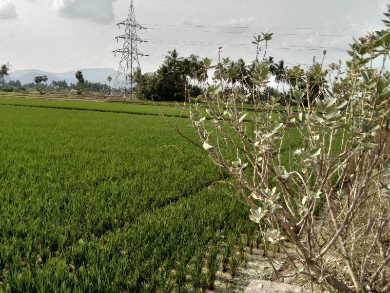5 Acre Agricultural/Farm Land for Sale in Kallakurichi, Villupuram