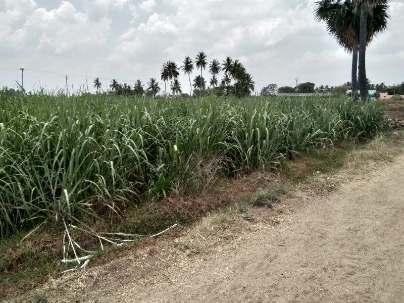 38 Cent Agricultural/Farm Land for Sale in Kallakurichi, Villupuram