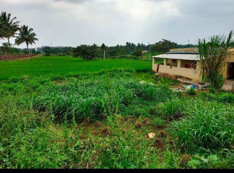 75 Cent Agricultural/Farm Land for Sale in Shoolagiri, Krishnagiri