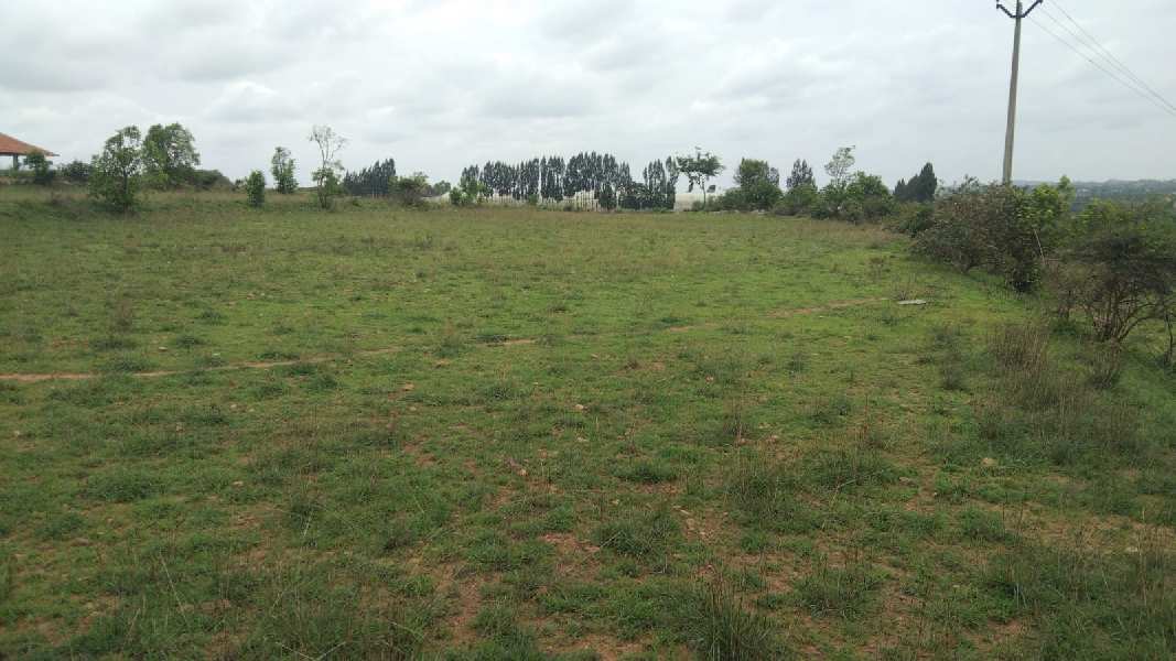 40 Acre Agricultural/Farm Land for Sale in Tanakallu, Anantapur