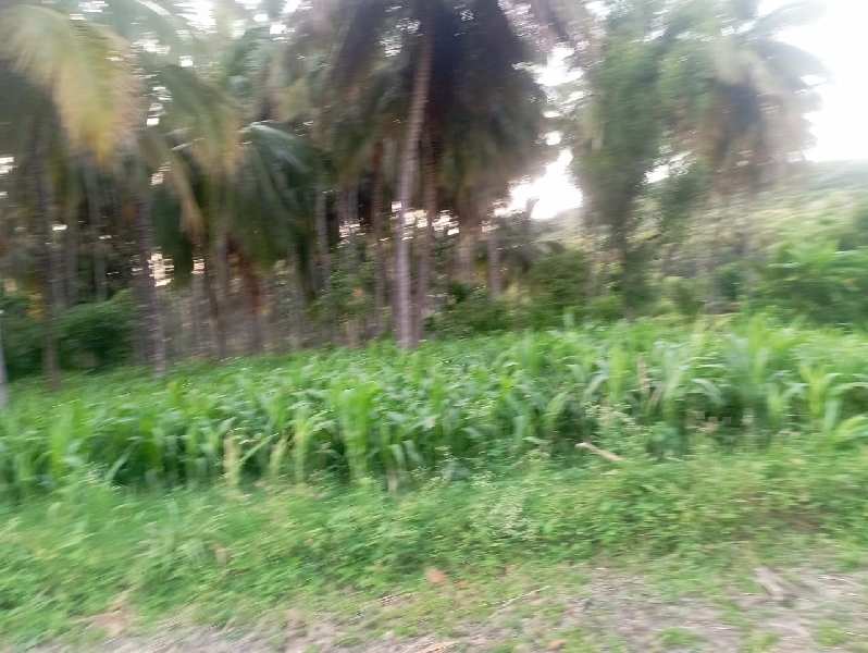 7 Acre Agricultural/Farm Land for Sale in Shoolagiri, Krishnagiri