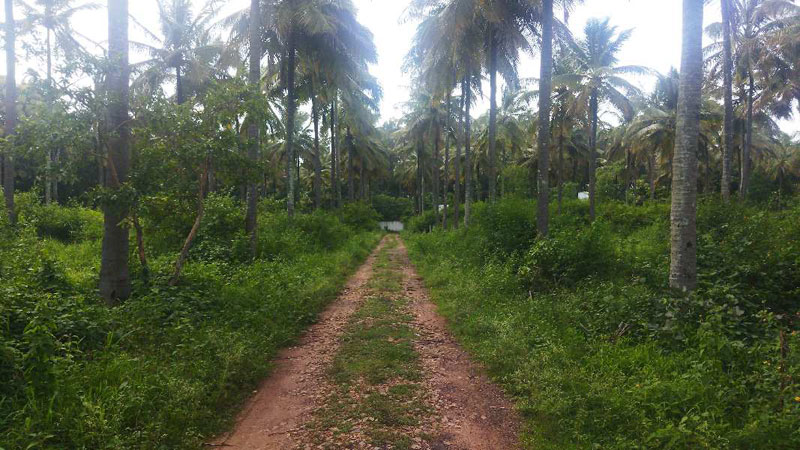 8500 Sq.ft. Agricultural/Farm Land for Sale in Phase 1, Bangalore