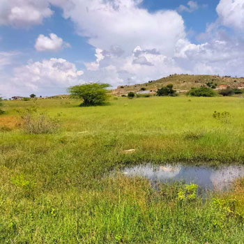60 Acre Agricultural/Farm Land for Sale in Pavagada, Tumkur