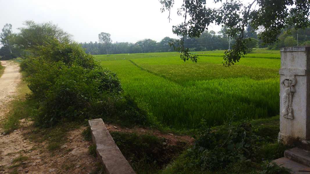 2 Acre Agricultural/Farm Land for Sale in Nanjangud, Mysore
