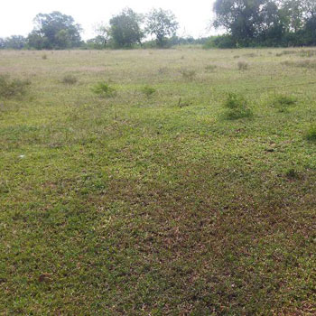 3 Acre Agricultural/Farm Land for Sale in Nanjangud, Mysore