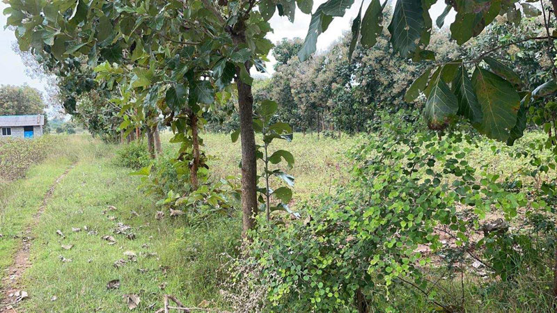 13 Acre Agricultural/Farm Land for Sale in Chamrajnagar