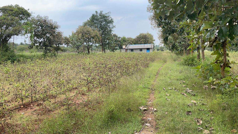 20 Guntha Agricultural/Farm Land for Sale in Nanjungud Road, Mysore