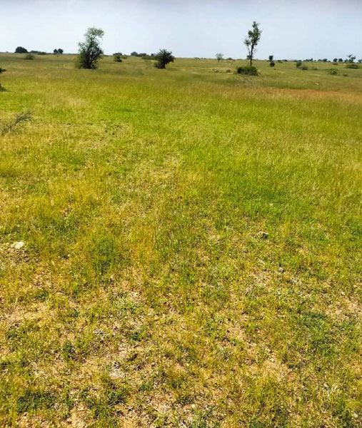 5 Acre Agricultural/Farm Land for Sale in Pavagada, Tumkur