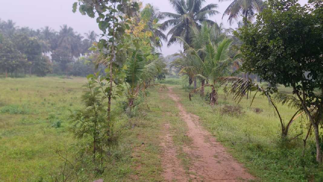 6 Acre Agricultural/Farm Land for Sale in Shoolagiri, Krishnagiri