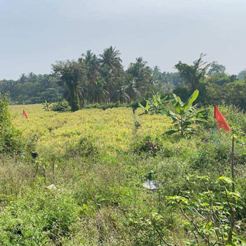 1 Acre Agricultural/Farm Land for Sale in Nanjangud, Mysore
