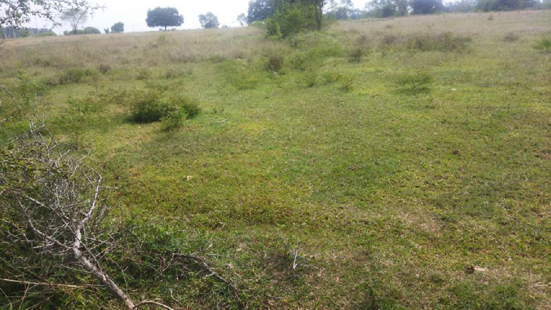 4 Acre Agricultural/Farm Land for Sale in Nanjangud, Mysore