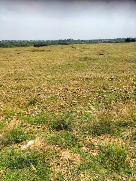15 Acre Agricultural/Farm Land for Sale in Pavagada, Tumkur