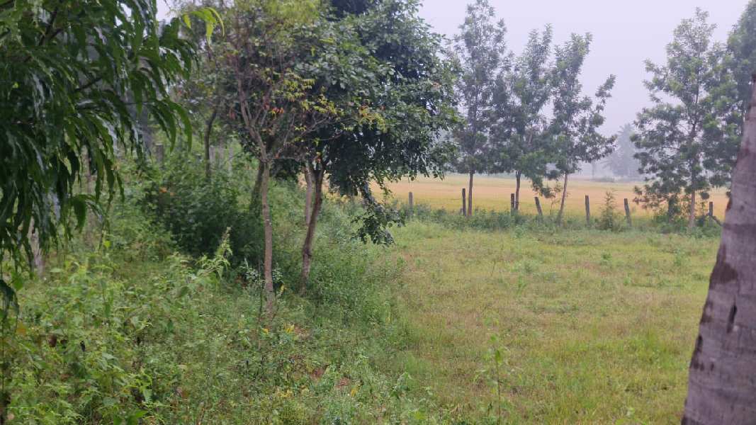 4.50 Acre Agricultural/Farm Land for Sale in Kariamangalam, Dharmapuri