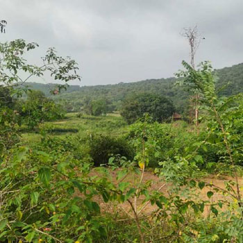 3 Acre Agricultural/Farm Land for Sale in Gundlupet, Chamarajanagar