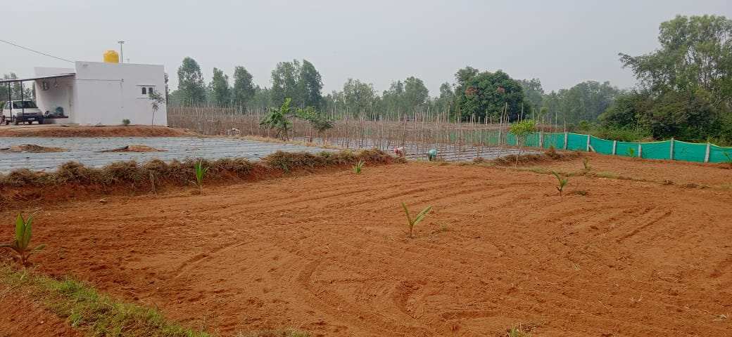 4 Acre Agricultural/Farm Land for Sale in Bannur, Mysore
