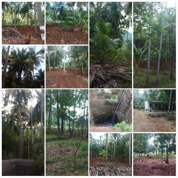 10 Acre Agricultural/Farm Land for Sale in Palacode, Dharmapuri