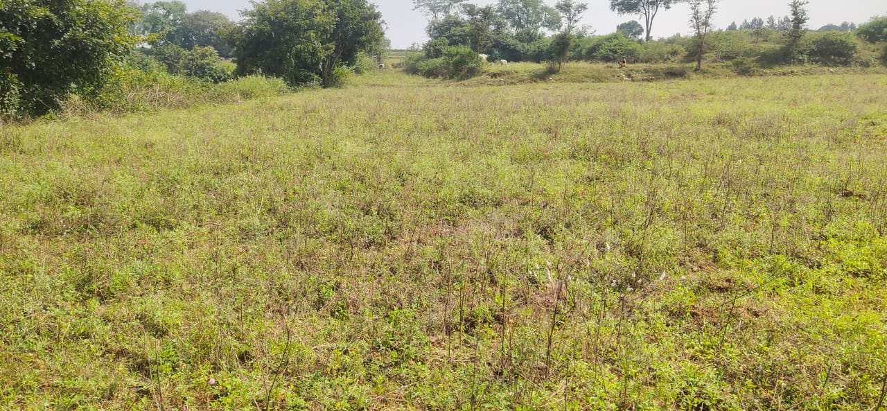 2 Acre Agricultural/Farm Land for Sale in Denkanikottai, Krishnagiri