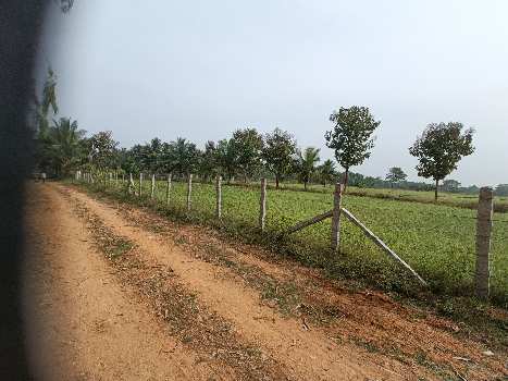 2.45 Acre Agricultural/Farm Land for Sale in Malavalli, Mandya