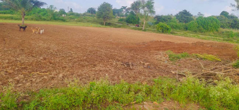 1.90 Acre Agricultural/Farm Land for Sale in Denkanikottai, Krishnagiri