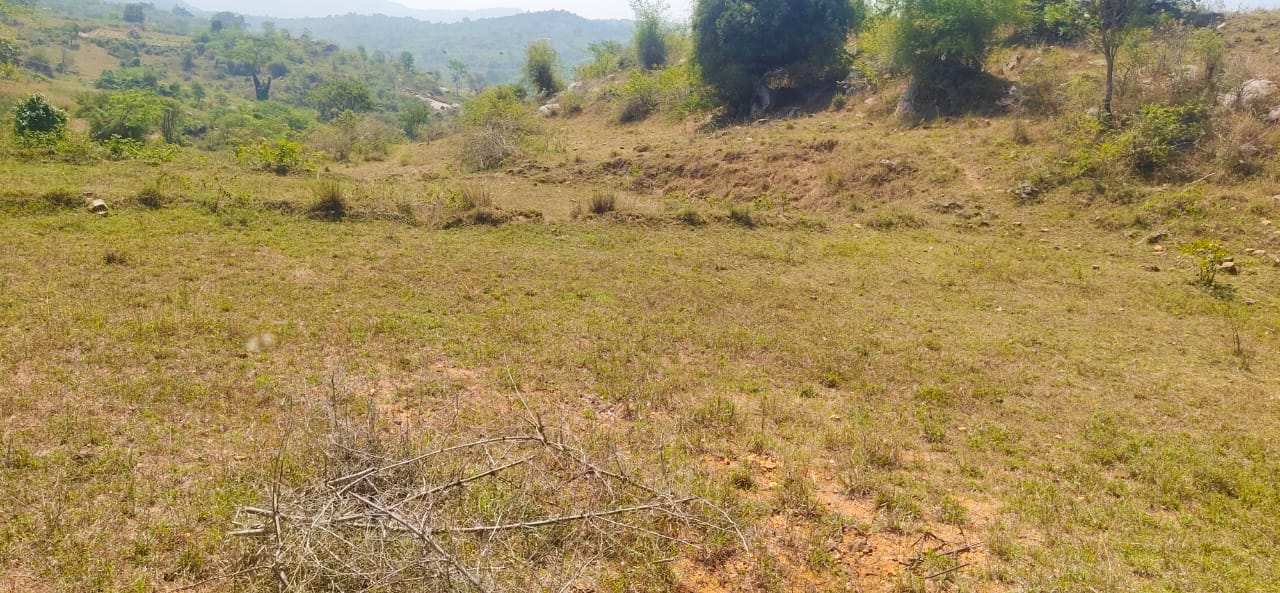 5 Acre Agricultural/Farm Land for Sale in Denkanikottai, Krishnagiri