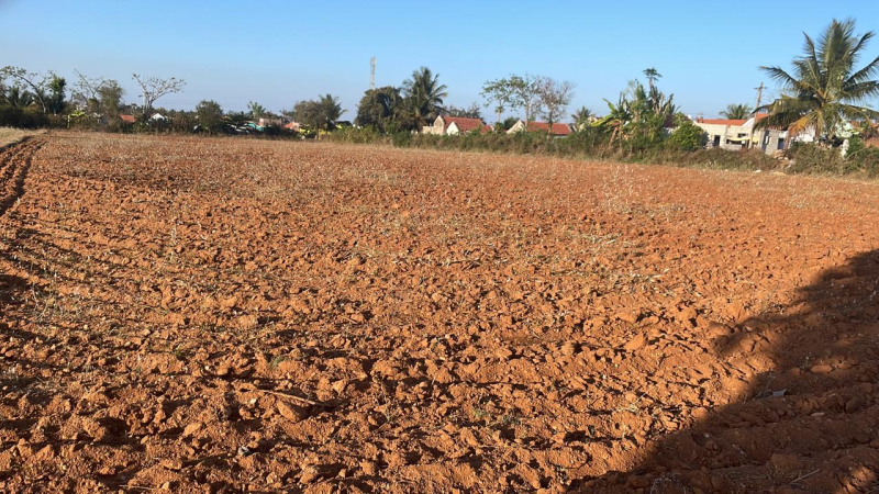 13 Acre Agricultural/Farm Land for Sale in Nanjangud, Mysore
