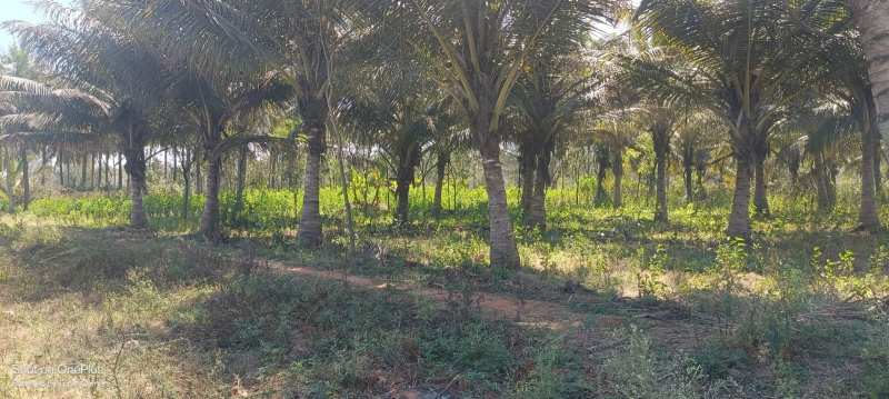 1 Acre Agricultural/Farm Land for Sale in Pete Beedhi, Mandya