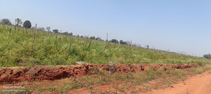 4 Acre Agricultural/Farm Land for Sale in Pete Beedhi, Mandya