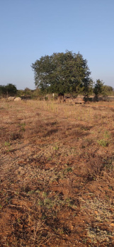 4 Acre Agricultural/Farm Land for Sale in Denkanikottai, Krishnagiri
