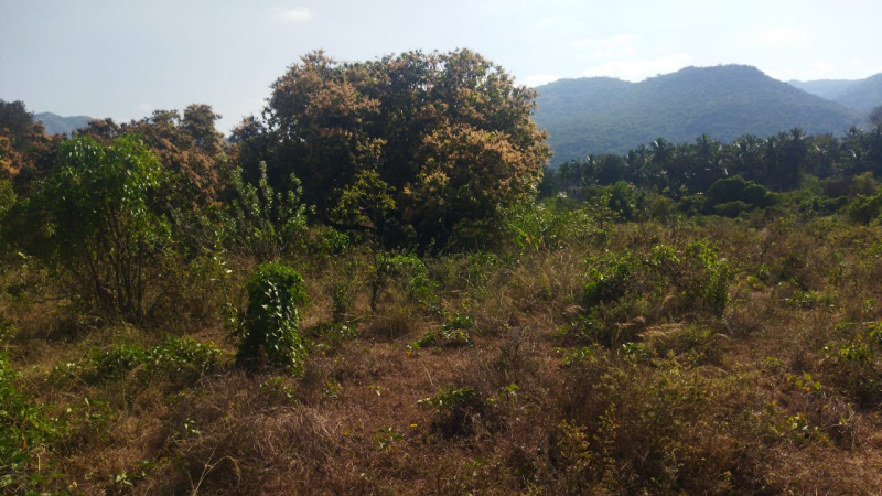 6 Acre Agricultural/Farm Land for Sale in Papparapatti, Dharmapuri