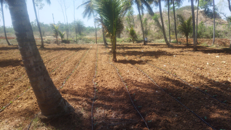 2 Acre Agricultural/Farm Land for Sale in 5th Cross Road, Mandya