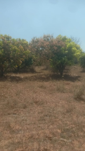 2 Acre Agricultural/Farm Land for Sale in Shoolagiri, Krishnagiri