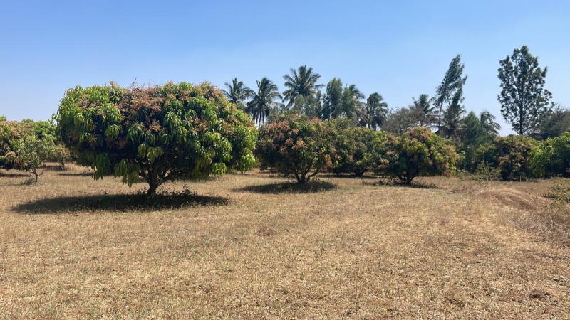2.60 Acre Agricultural/Farm Land for Sale in Denkanikottai, Krishnagiri