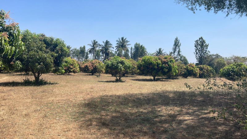 2.60 Acre Agricultural/Farm Land for Sale in Denkanikottai, Krishnagiri