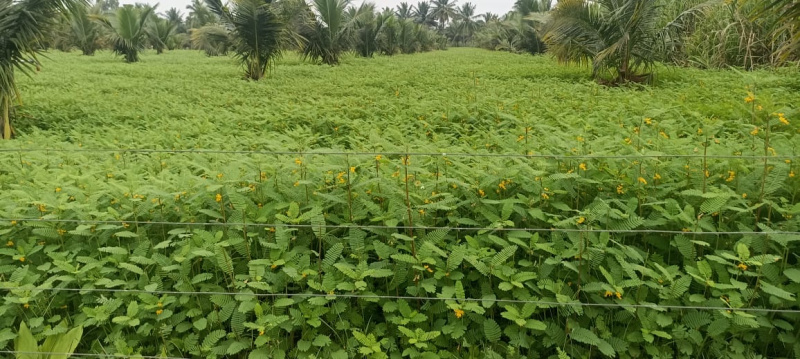 4.50 Acre Agricultural/Farm Land for Sale in T Narasipura Road, Mysore