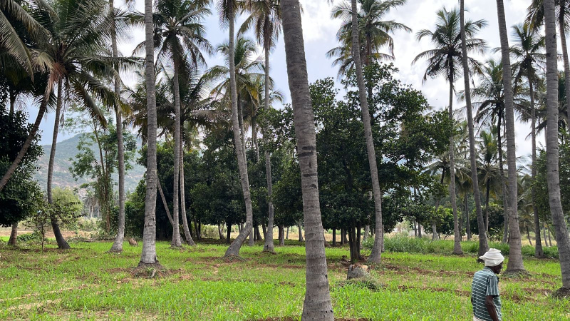 3.50 Acre Agricultural/Farm Land for Sale in Marandahalli, Dharmapuri