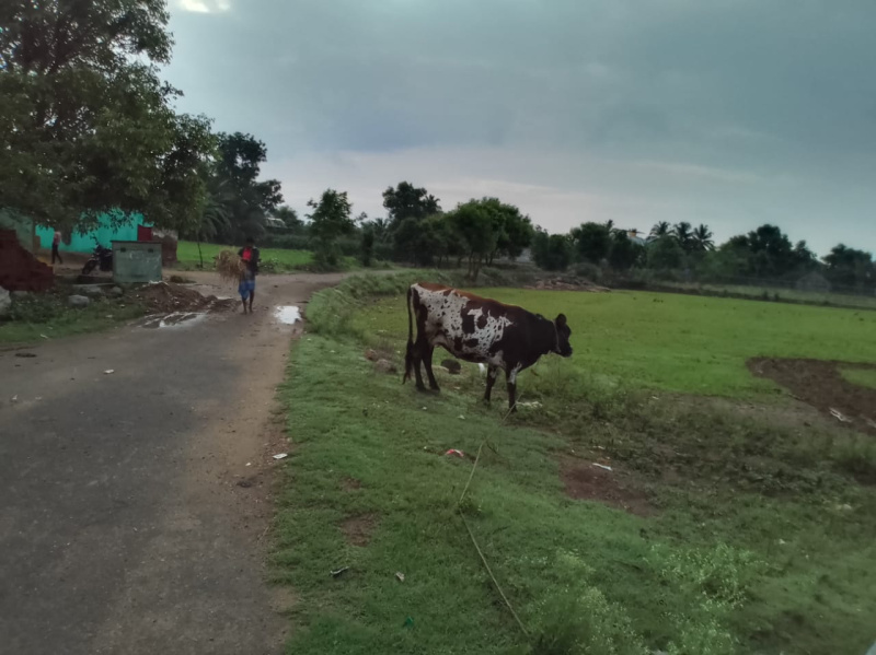 2 Acre Agricultural/Farm Land for Sale in Marandahalli, Dharmapuri
