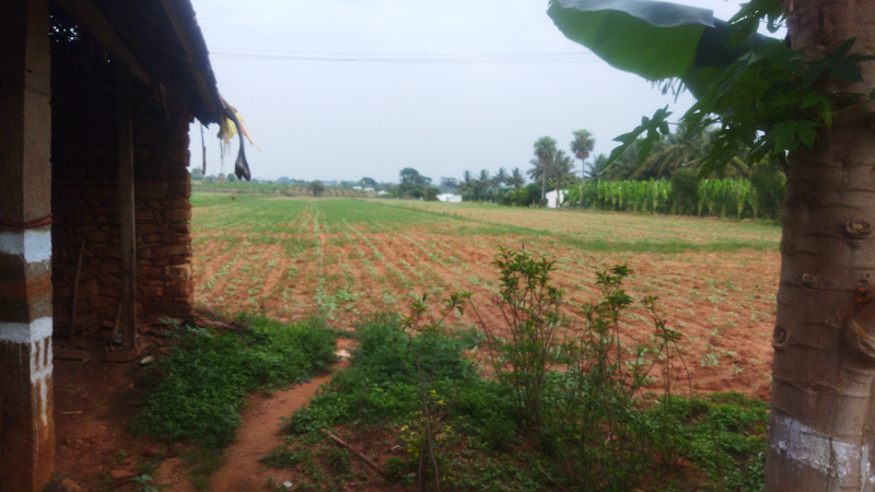 11 Acre Agricultural/Farm Land for Sale in Gundlupet, Chamrajnagar