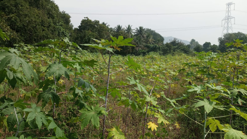 1.20 Acre Agricultural/Farm Land for Sale in Marandahalli, Dharmapuri