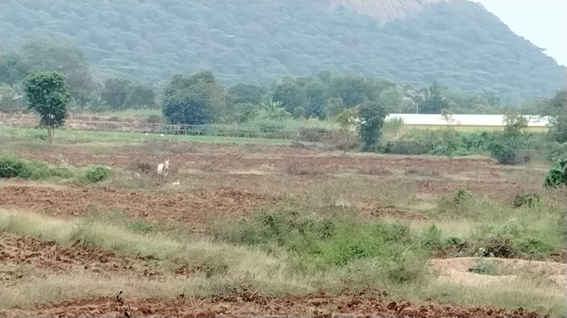 14 Acre Agricultural/Farm Land for Sale in Palacode, Dharmapuri