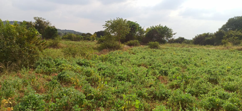 20 Acre Agricultural/Farm Land for Sale in Shoolagiri, Krishnagiri