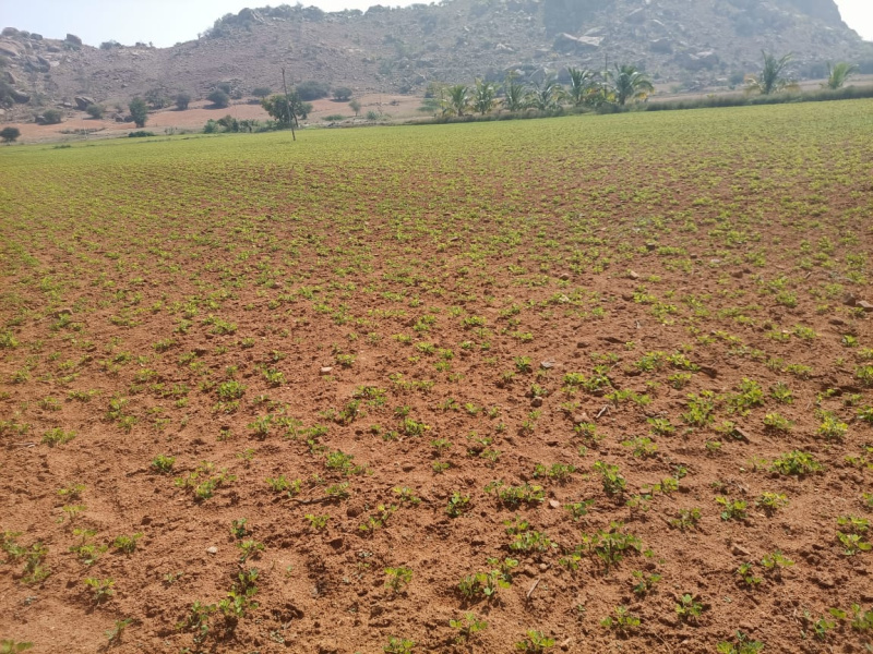 7 Acre Agricultural/Farm Land for Sale in Pavagada, Tumkur