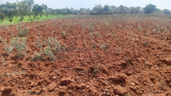 2 Acre Agricultural/Farm Land for Sale in Srinivaspur, Kolar