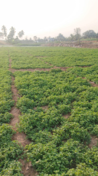2.50 Acre Agricultural/Farm Land for Sale in Shoolagiri, Krishnagiri