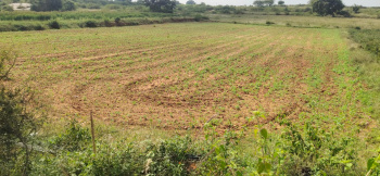 4.40 Acre Agricultural/Farm Land for Sale in Denkanikottai, Krishnagiri