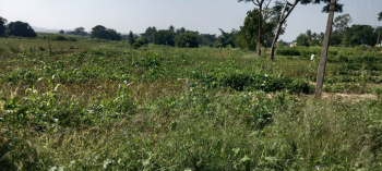 1 Acre Agricultural/Farm Land for Sale in Denkanikottai, Krishnagiri