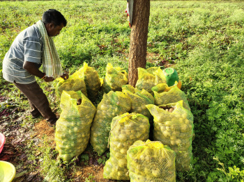 Agricultural/Farm Land for Sale in Pavagada, Tumkur (3.50 Acre)