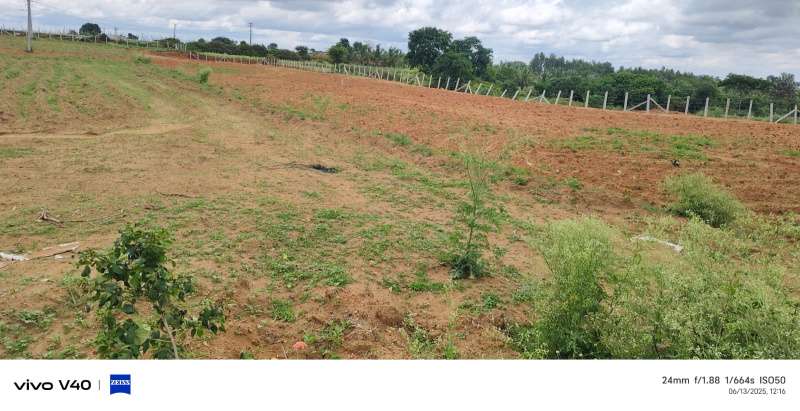 Agricultural/Farm Land for Sale in Kalyandurg, Anantapur (6 Acre)