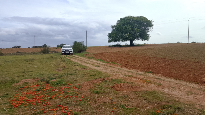 Agricultural/Farm Land for Sale in Kalyandurg, Anantapur (5 Acre)