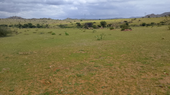 Agricultural/Farm Land for Sale in Kalyandurg, Anantapur (80 Acre)